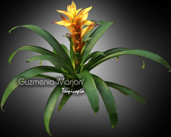 Bromeliad - Guzmenia 'Marjan' - Guzmania